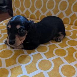 Boy 1 - Black and cream male Dachshund puppy in Wortham, Texas from Amber's Mini Weenies