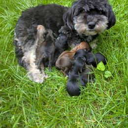 Havanese puppies from Charlotte Landry