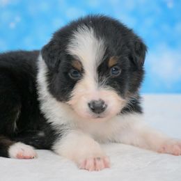 Zayken - Black tri-color male Australian Shepherd puppy in Fultonville, New York from Sandy Aussies & Pomeranians