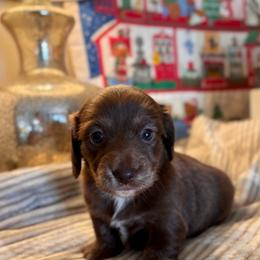 Jill - Chocolate and tan female Dachshund puppy in Aiken, South Carolina from State Eight Dachshunds