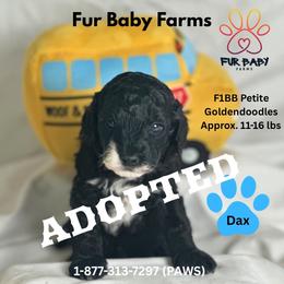 Stormy - Black male Goldendoodle puppy in Michigan from Fur Baby Farms