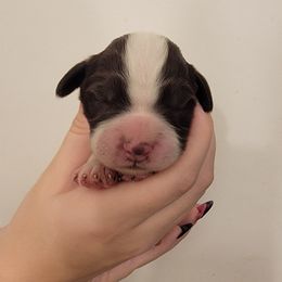 Boy 4 - Liver and white male Brittany puppy in Rhoadesville, Virginia from HOMESCHOOLED BRITTANYS LLC
