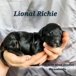 Lional Richie - Phantom male Bernedoodle puppy in Pollock Pines, California from Ten Acre Wood Doodles