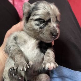 Pomsky Puppies from Michelle's Pomskies
