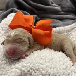 Coreopsis - Cream male Goldendoodle puppy in The Woodlands, Texas from Gracie's Goldendoodles and Bernedoodles