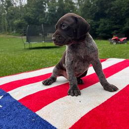 Token - Liver roan female German Shorthaired Pointer puppy in Dugspur, Virginia from Pilgrims Trails Shorthairs