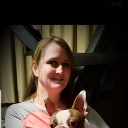 Boston Terrier All Grown Up from Cuddles and Licks Boston Babes
