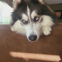 Pomsky All Grown Up from Shoreline Pomskies