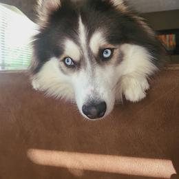 Pomsky All Grown Up from Shoreline Pomskies