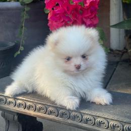 Nico - Cream male Pomeranian puppy in Stockton, California from lunas_poms