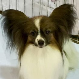 Papillons from Dreampaps