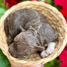 Serafina - Brown female Lagotto Romagnolo puppy in Barrington, Illinois from Lagotto Illinois