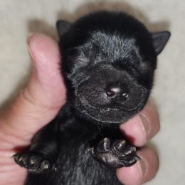 Purple Girl - Black female Schipperke puppy in Grants Pass, Oregon from Walking Hart Schipperkes