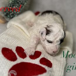 Poodle and Schnoodle Puppies from Bred by Brennen