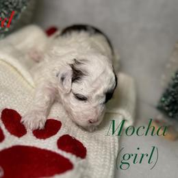 Poodle and Schnoodle Puppies from Bred by Brennen