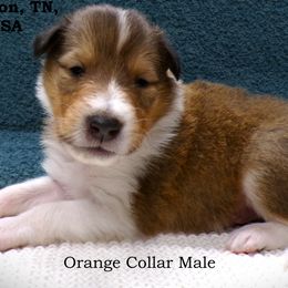 Orange Collar Sable Male - Sable and white male Collie puppy in Gleason, Tennessee from Liberty Collies