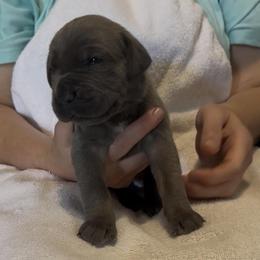 Girl 4 - Fawn female Cane Corso puppy in Dayton, Oregon from BlackStar Cane Corso