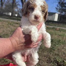 Cupid - Merle male Cavapoo puppy in Austin, Texas from Doodles of Central Texas