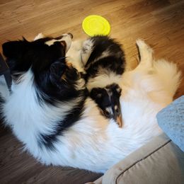 Collie Puppies from Teal Bluffs Rough Collies