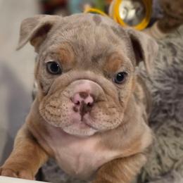 Tex - Lilac tri-color male Bulldog puppy in Harrisburg, Pennsylvania from Central PA WiggleButts Bulldogs
