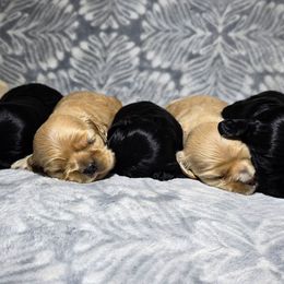 Cocker Spaniel Puppies from Top Notch Cocker Spaniels