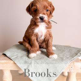 Brooks - Red  male Goldendoodle puppy in Melba, Idaho from KZ Doodles
