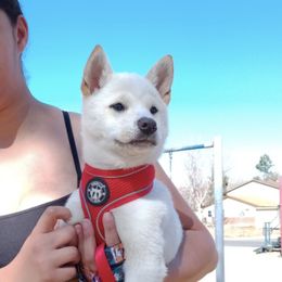 Shiba Inu from Little Brats