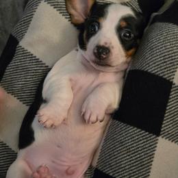 Moo - Piebald male Dachshund puppy in San Antonio, Texas from Little Paws Doxies