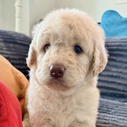 Beth - Cream female Goldendoodle puppy in Pensacola, Florida from Goldendoodles Love You in Pensacola Friend Edition