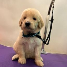 Jeff Gordon- Hunter - Cream male Goldendoodle puppy in Van Buren, Missouri from Jami’s Goldendoodles & Poodles