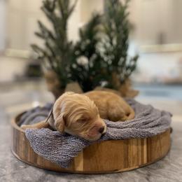Ed - Grey collar - Apricot male Goldendoodle puppy in Arlington, Washington from Anderson Goldendoodles