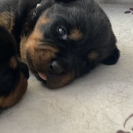 Rottweiler Puppies from Von Zak Kennels