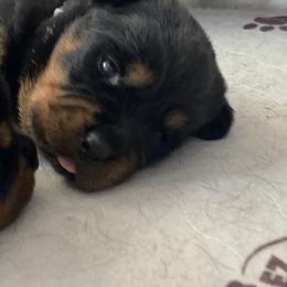 Rottweiler Puppies from Von Zak Kennels