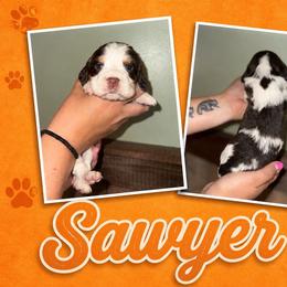 Sawyer - Liver white and tan male English Springer Spaniel puppy in Williston, Florida from Parks Paradise Springers
