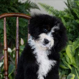 Calista - Tri-color female Bernedoodle puppy in Grove, Oklahoma from Grand Lake Poodles & Doodles