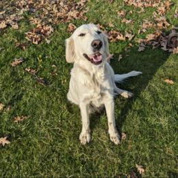 May - Light golden female Golden Retriever puppy in Wooster, Ohio from TLC Pups