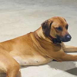 Rhodesian Ridgebacks from Angel Leblanc Angel Leblanc