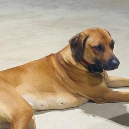 Rhodesian Ridgebacks from Angel Leblanc Angel Leblanc