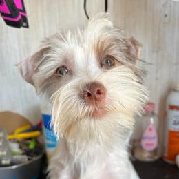 Black collar chocolate Parti male - Parti male Yorkshire Terrier puppy in Cocoa, Florida from SummerTime AKC Yorkies