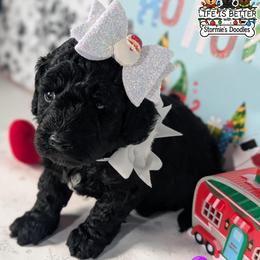 Purple Girl - Black female Goldendoodle puppy in Rockledge, Florida from Stormie's Doodles