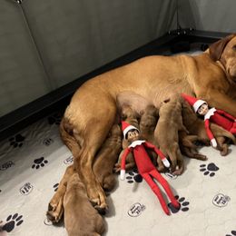 Labrador Retriever Puppies from Fia Red Retrievers