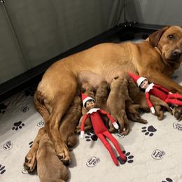 Labrador Retriever Puppies from Fia Red Retrievers