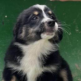 Velvet - Black tri female Miniature Australian Shepherd puppy in Godley, Texas from Nana and Paws Aussies