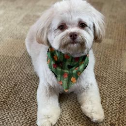 Russian Tsvetnaya Bolonka Puppies from Bolonka Treasures