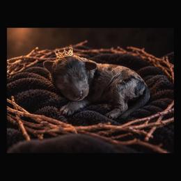 Spud - Merle male Cavapoo puppy in Battle Lake, Minnesota from Panda Puppies