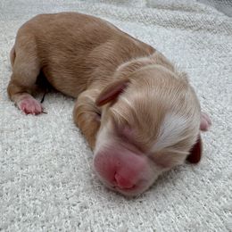 Kevin - Caramel male Australian Labradoodle puppy in Denton, Texas from Liberty Hill Labradoodles
