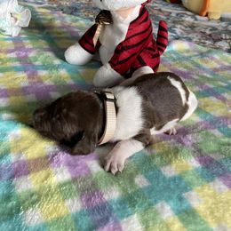 Girl 4 - Black and white female German Shorthaired Pointer puppy in Garland, North Carolina from Echo Acres Farm