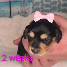 Dolly - Black and cream female Dachshund puppy in Kempner, Texas from Russell Farms Dachshund