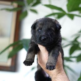 Ryker - Sable male German Shepherd puppy in Coarsegold, California from Yosemite Shepherds