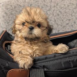 Page - Gold female Shih Tzu puppy in Surprise, Arizona from Arizona Shih Tzu